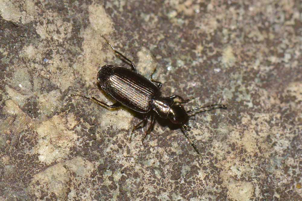 Syntomus sp? Apristus europaeus, Carabidae